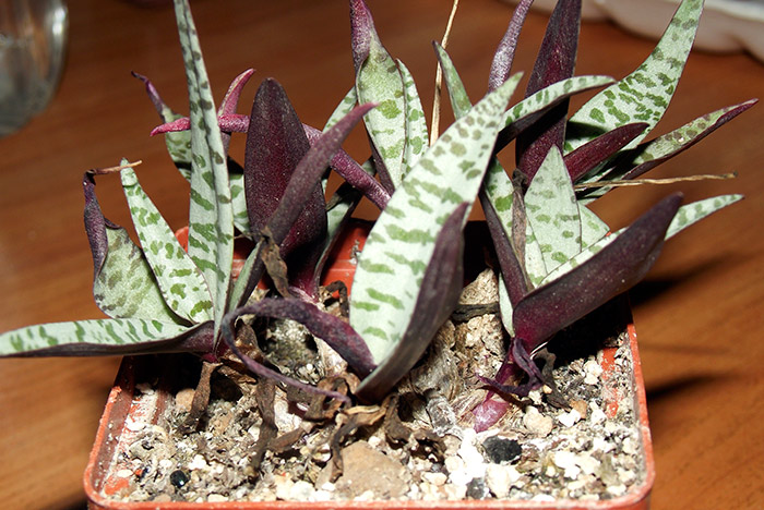 ledeburia.jpg