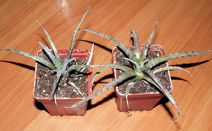 Hechtia.jpg