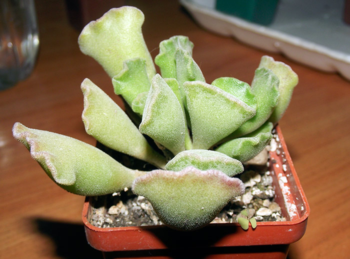 Adromischus.jpg