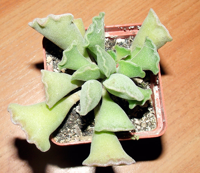 Adromischus2.jpg