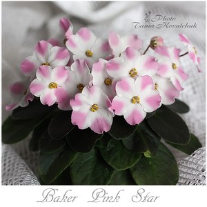 Baker Pink Star.jpg