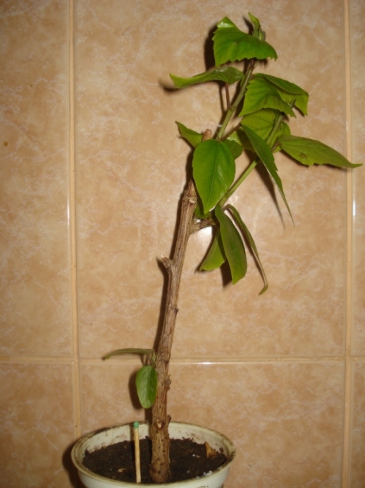 DSC00003.JPG