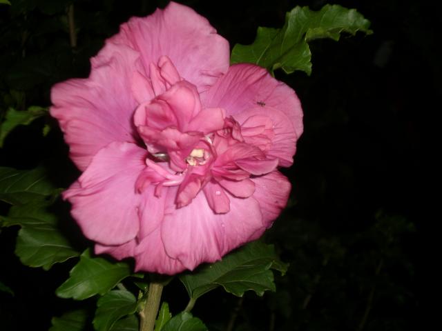 CIMG0327.jpg