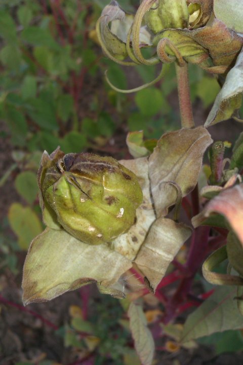 IMAG0443.jpg