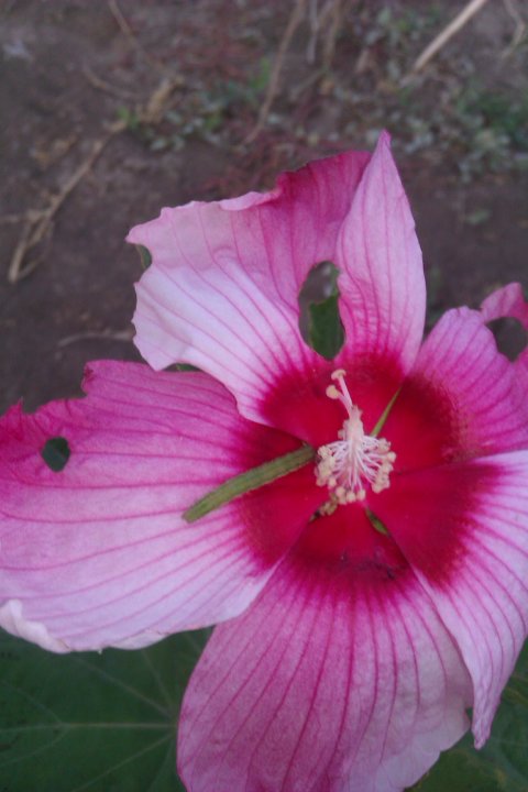 IMAG0442.jpg
