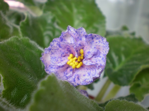 PB210068.JPG