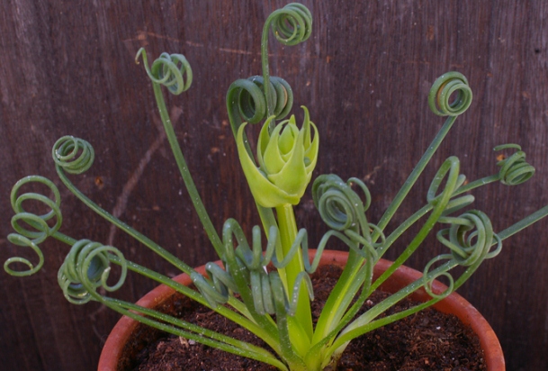 albuca-spiralis1.jpg