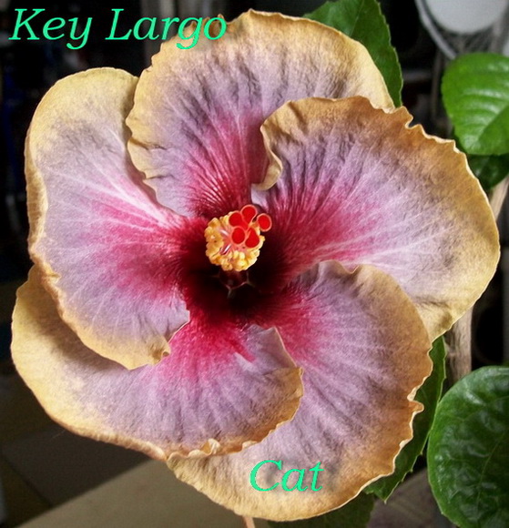 Key LargoC.jpg