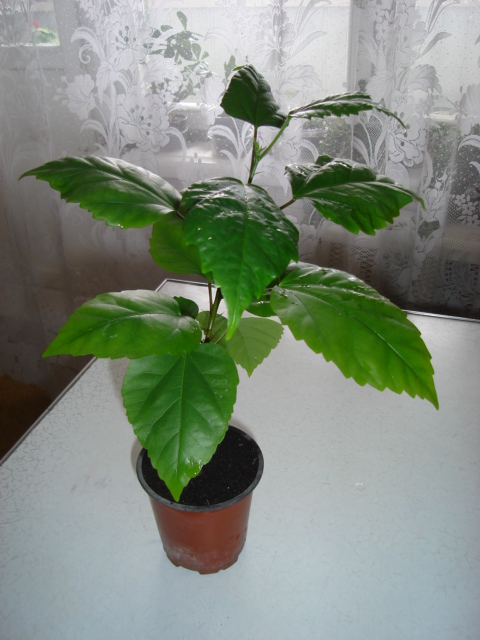 DSC00485.JPG