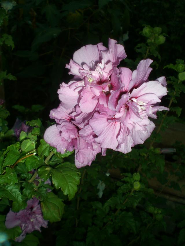 CIMG0943.jpg