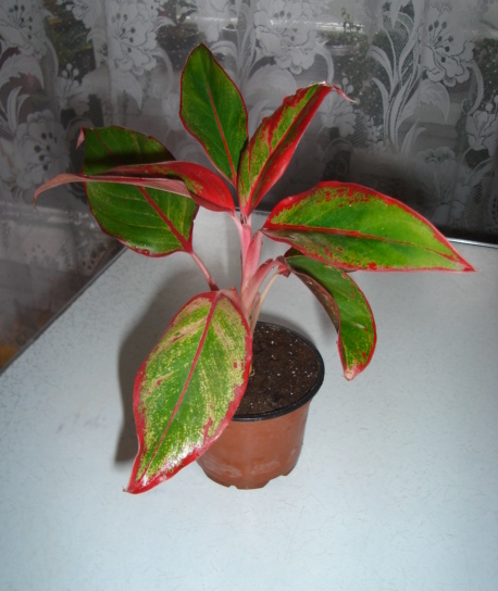 DSC00457.JPG
