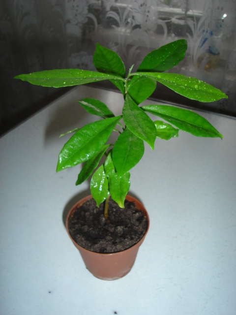 DSC00432.JPG