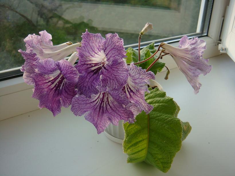 DSC00636.JPG