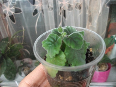 DSCF3752.JPG