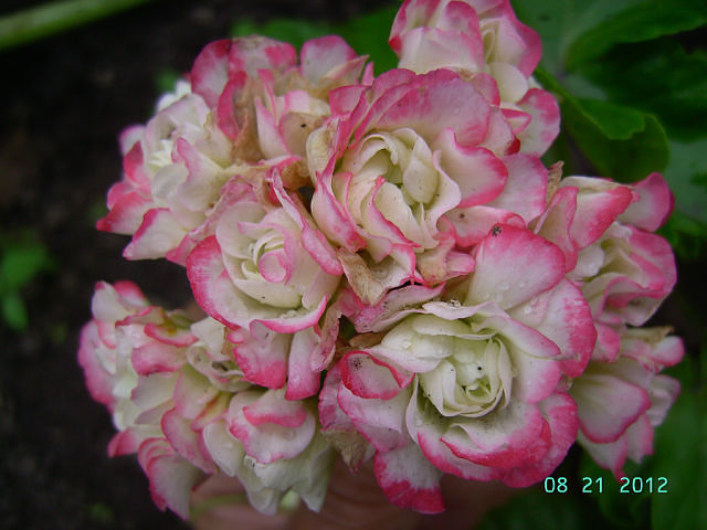 Apple Blossom.jpg