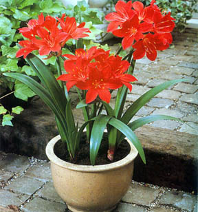 post-431-1197693005.jpg