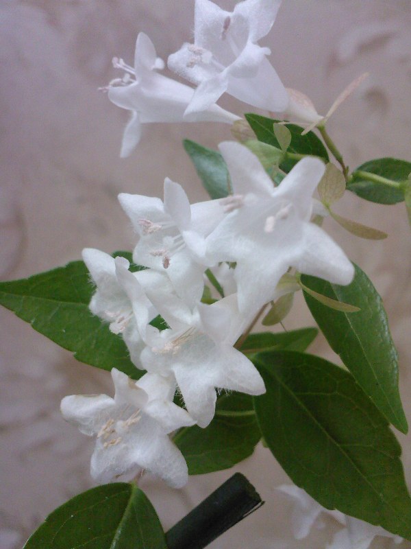 SP_A1434.jpg