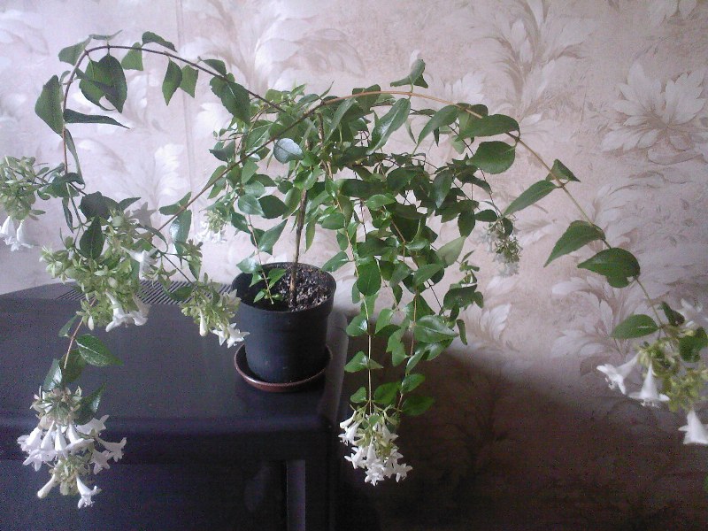 SP_A2363.jpg