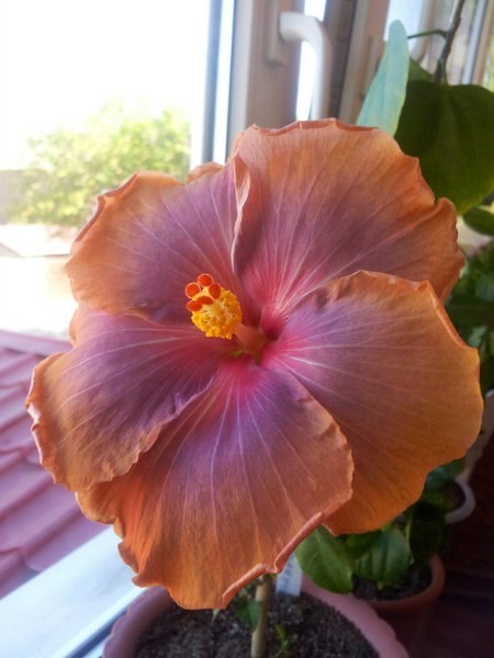 getImageCAOZLK5O (450 x 600).jpg