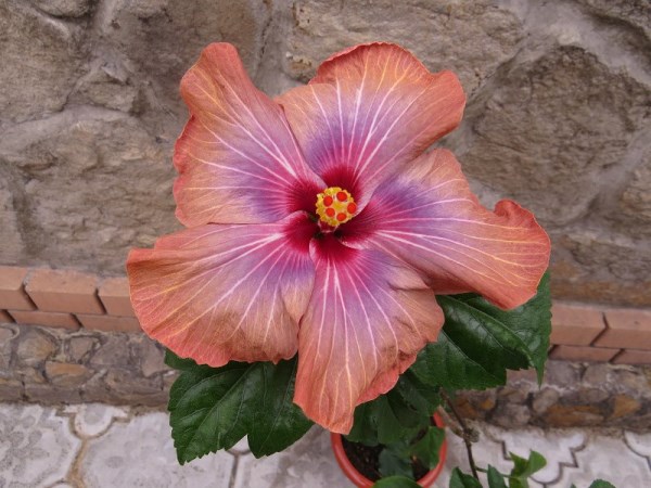 getImageCAYE7ZCE (600 x 450).jpg