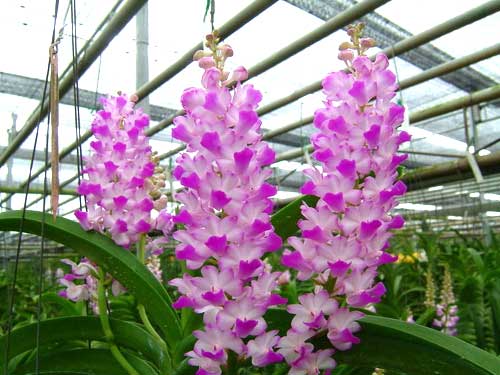 vascostylis-five-friendship-x-rhynchostylis-coelestis-pink-foto-1238.jpg