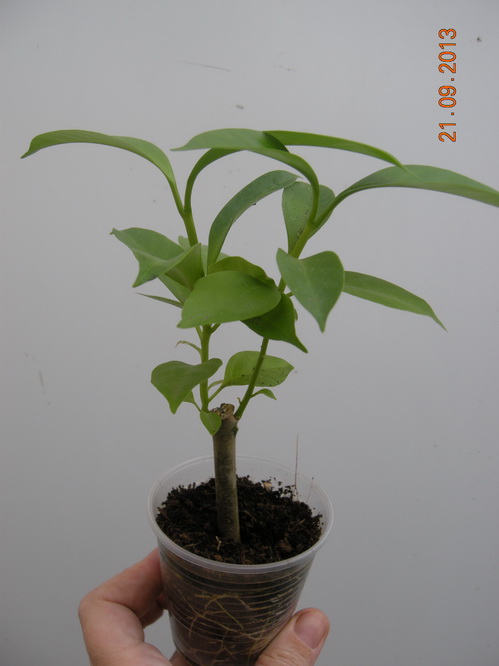 DSCN2568.JPG