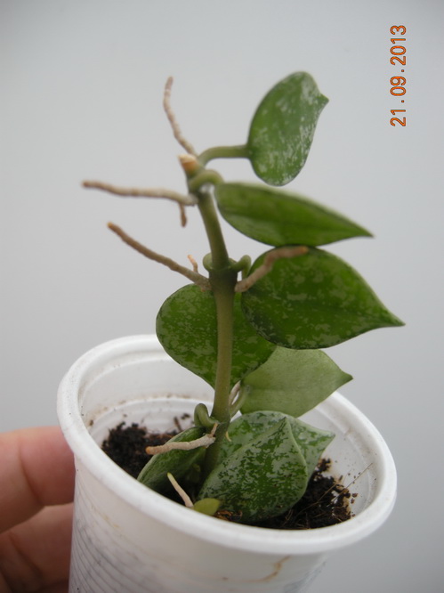 DSCN2570.JPG
