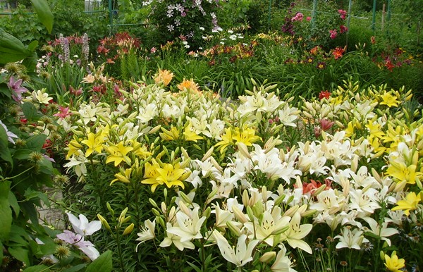 PICT2563.jpg