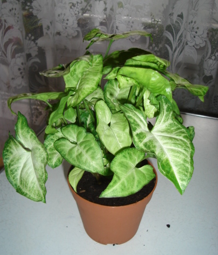DSC00476.JPG