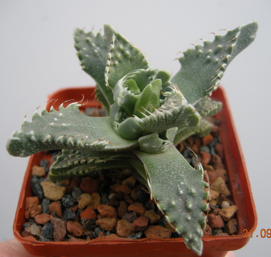 DSCN2553.JPG