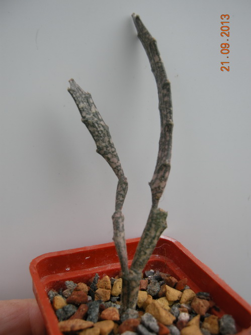 DSCN2555.JPG