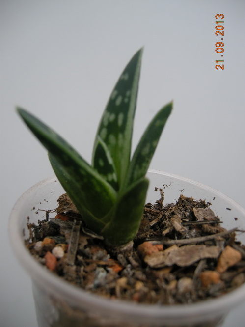DSCN2557.JPG