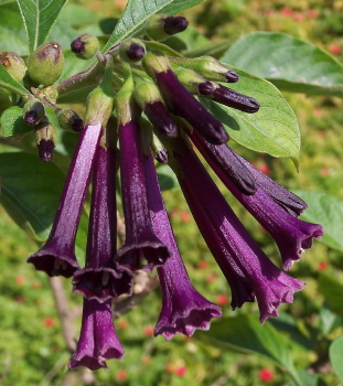 Иохрома Iochroma Indigo.jpg