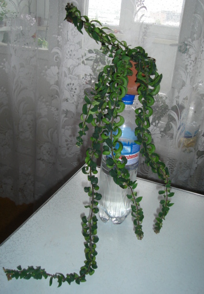 DSC00506.JPG