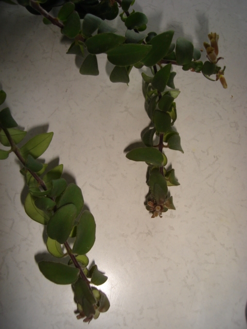 DSC00510.JPG