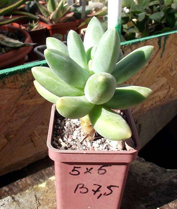 Pachyphytum-compact.jpg