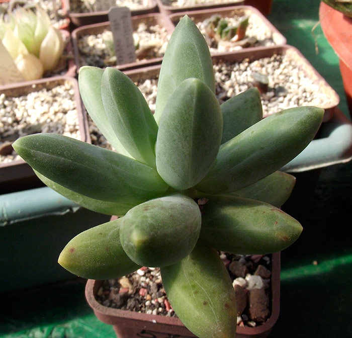Pachyphytum-compact1.jpg
