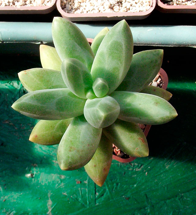 Pachyphytum-compact2.jpg
