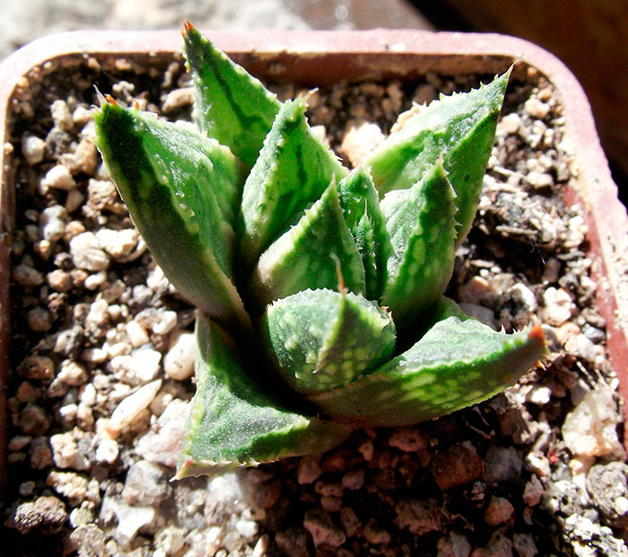 guttata01web.jpg