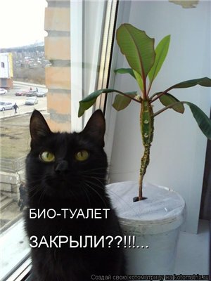 биотуалет.jpg