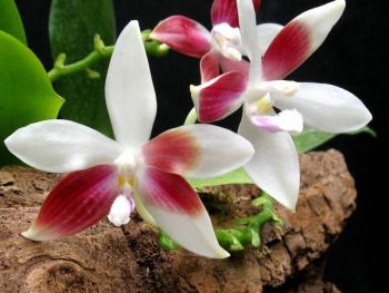 phal._tetraspis_c1_nah.jpg