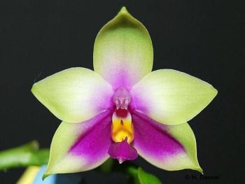 phal._bellina.jpg