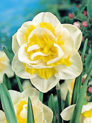 Нарцисс махровый Unique.jpg