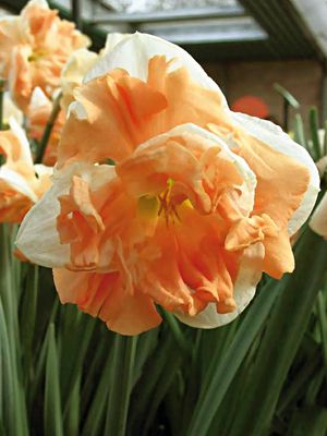 Нарцисс разрезнокорончатый Apricot Whirl.jpg