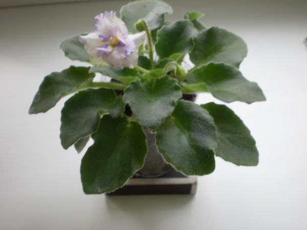 PB290138.JPG