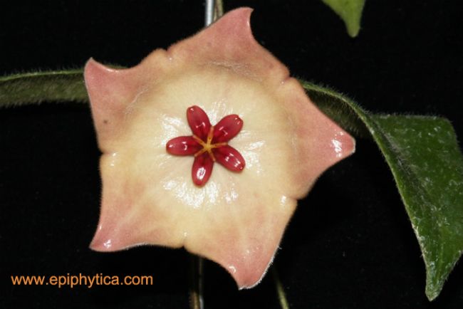 Hoya-patella.jpg