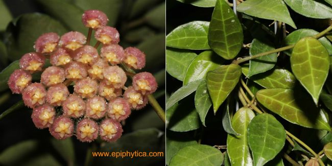 Hoya-cv.jpg