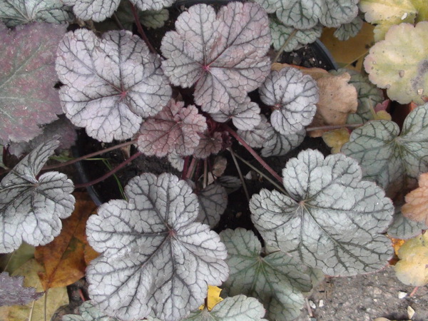 DSC06333.JPG