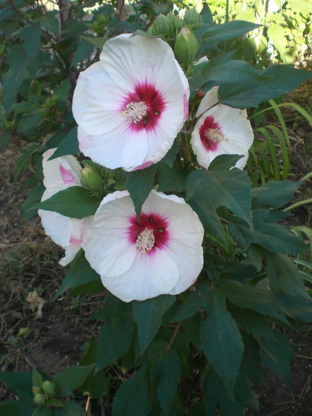 CIMG0281.jpg
