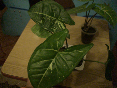 DSC01147a.jpg